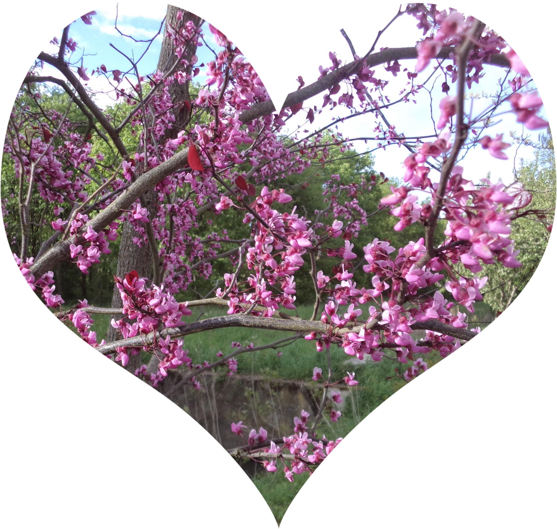 coup de coeur arboretum