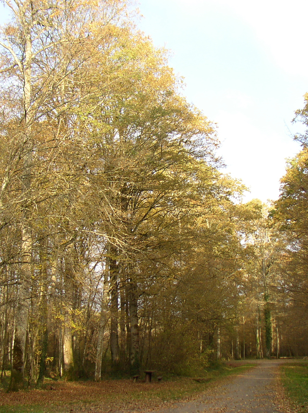 forêt